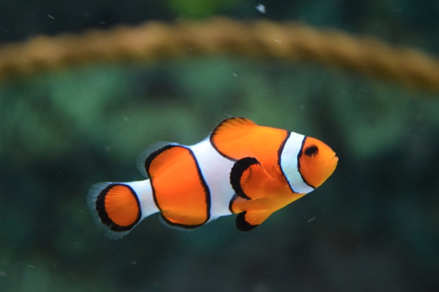 new fish